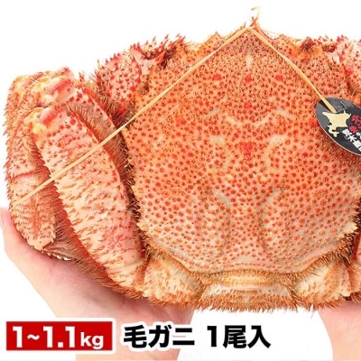 ＜12/21まで年内配送＞毛がに1kg～1.1kg前後×1尾 C-58010
