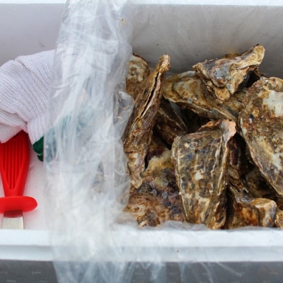 ＜12/21まで年内配送＞★殻付カキ150g以上×40個 D-57028