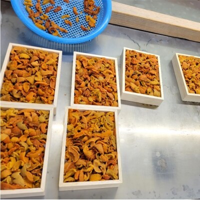 ＜12/17まで年内配送＞エゾバフンウニ(赤系)150g×2折[11月下旬以降発送] C-71026