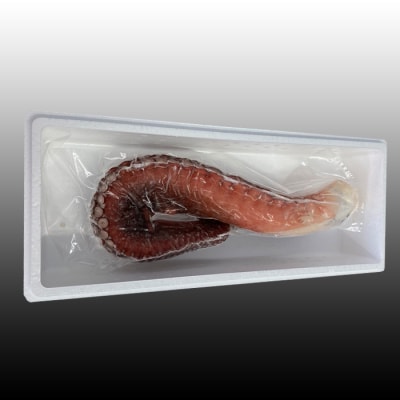 ＜12/21まで年内配送＞★たこ足500g前後～800g前後×1本 G-30008