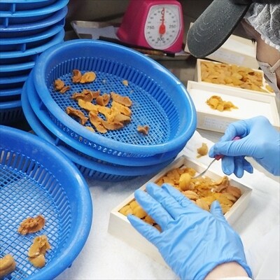 ＜12/14まで年内配送＞エゾバフンウニバラ詰め600g×1折[11月中旬以降発送] D-73006