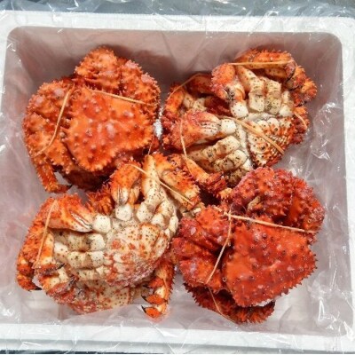 ＜12/21まで年内配送＞★花咲ガニ350g×8尾 C-57048