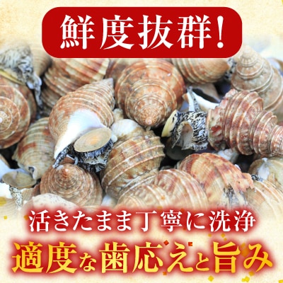 ＜12/10まで年内配送＞★生食用灯台つぶ(ボイル済み)250g×4P(計1kg) A-14133