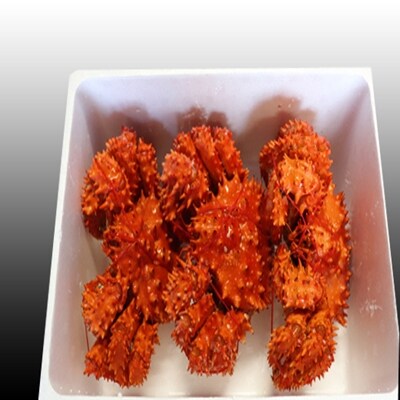 ＜12/21まで年内配送＞★花咲かに300g前後～450g前後×3尾 A-30053