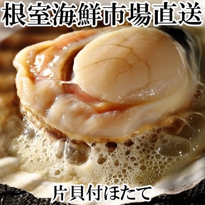 ＜12/10まで年内配送＞片貝ほたて10枚 G-14044