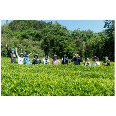 【有機和紅茶】春夏秋のべにふうき飲み比べセット