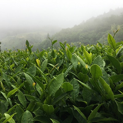 【有機べにふうき緑茶】煮出しで25リットル分