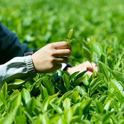 【有機和紅茶・緑茶】べにふうき和紅茶&緑茶フルセット