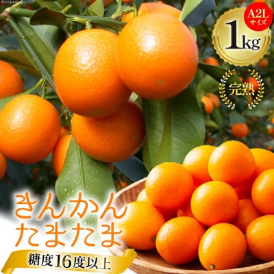 【TVで紹介されました!】 きんかん 糖度16度以上 たまたま 1kg A2L [31ab0062]