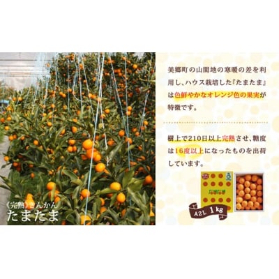 【TVで紹介されました!】 きんかん 糖度16度以上 たまたま 1kg A2L [31ab0062]