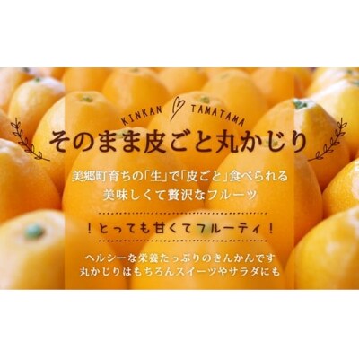 【TVで紹介されました!】 きんかん 糖度16度以上 たまたま 1kg A2L [31ab0062]