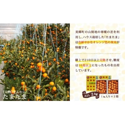 【TVで紹介されました!】 きんかん 糖度16度以上 たまたま A2L サイズ [31ab0063]