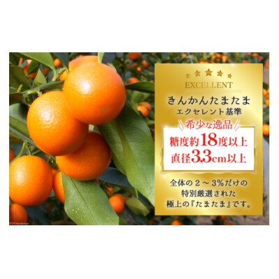【期間限定発送】 糖度18度以上 きんかん 「たまたま エクセレント」 1kg [31ab0064]
