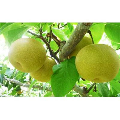 【期間限定発送】 梨 新興 6～7個 農産物直売所 美郷ノ蔵 宮崎県 美郷町 [31ab0134]