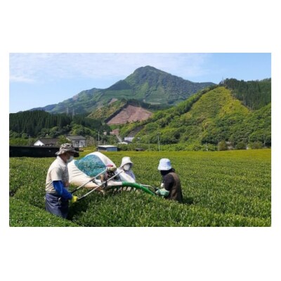 緑茶 厳選茶葉使用 ひむかのお茶 500ml×18本 1ケース 農林産物直売所 [31ab0084]