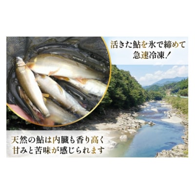 【数量限定】 宮崎県 美郷町 天然 鮎 約500g [31af0005]