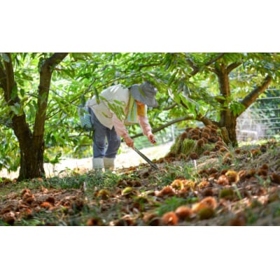 和菓子 栗おはぎ 6個入 × 2箱 栗きんとん はな恵 宮崎県 美郷町 菓子 [31am0004]