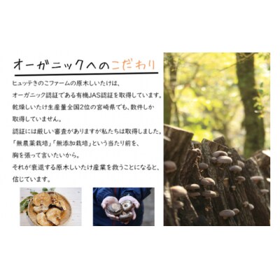 宮崎県産 乾燥 椎茸 40g×1袋 チャック袋入 HUTTE 宮崎県 美郷町 [31ao0011]
