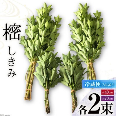 しきみ しきび 4束 セット 70cm 40cm 各2束 中村しきみ園 宮崎県 [31ay0003]