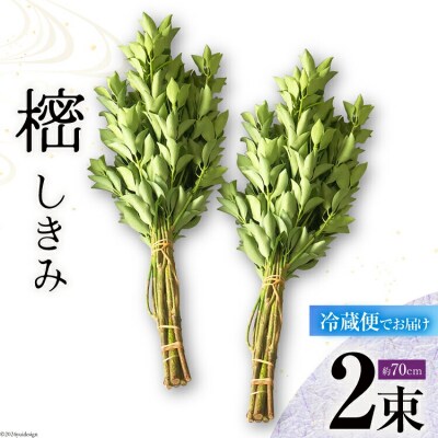 しきみ しきび 2束 セット 70cm 中村しきみ園 宮崎県 美郷町 樒 [31ay0004]