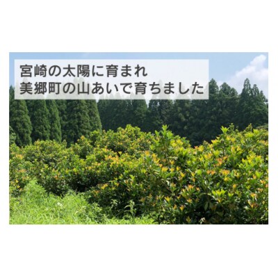 しきみ しきび 2束 セット 70cm 中村しきみ園 宮崎県 美郷町 樒 [31ay0004]