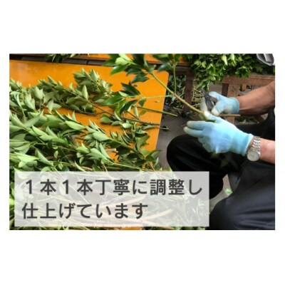 しきみ しきび 2束 セット 70cm 中村しきみ園 宮崎県 美郷町 樒 [31ay0004]