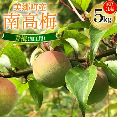 【期間限定発送】 美郷町産 「南高梅」 青梅 5kg 加工用 梅 果物 [31ab0013]