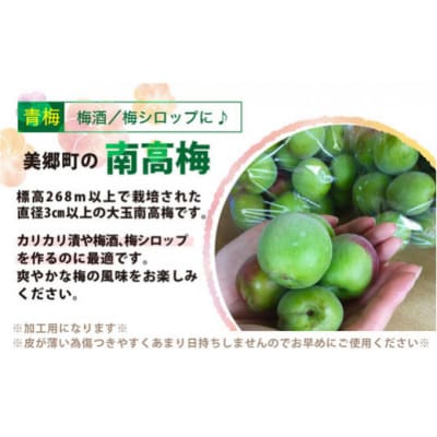 【期間限定発送】 美郷町産 「南高梅」 青梅 5kg 加工用 梅 果物 [31ab0013]