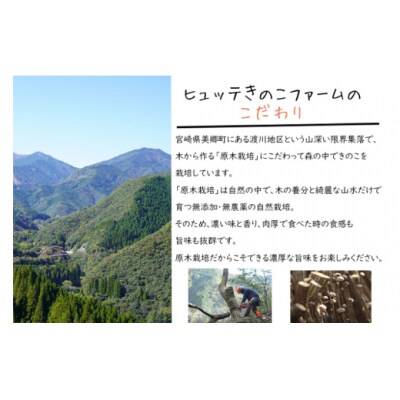 しいたけ 原木 肉厚 スライス 干し 椎茸 20g HUTTE 宮崎県 美郷町 [31ao0022]