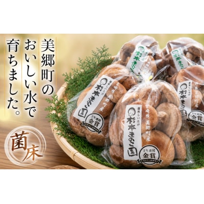 生しいたけ セット 約300g× 2 約150g× 2 計4袋 約900g [31bs0001] 