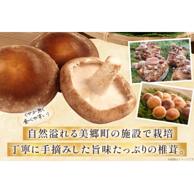 生しいたけ セット 約300g× 2 約150g× 2 計4袋 約900g [31bs0001] 