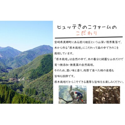 しいたけ 乾燥 ひとくち どんこ 80g 2袋 [HUTTE 宮崎県 美郷町 31ao0043]