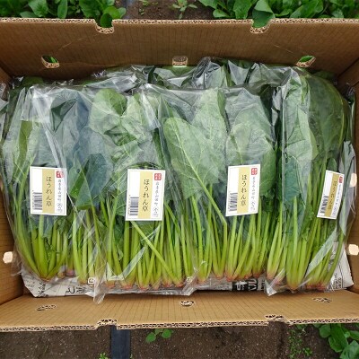 三陸山田産 新鮮 ほうれん草 セット 2kg ホウレンソウ 野菜