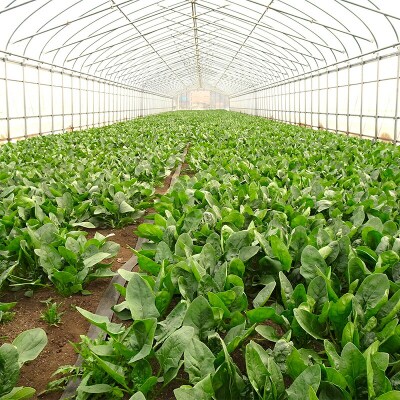 三陸山田産 新鮮 ほうれん草 セット 2kg ホウレンソウ 野菜
