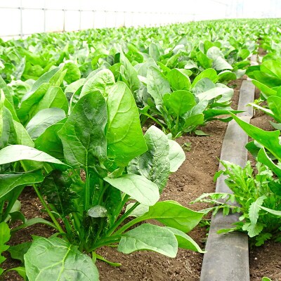 三陸山田産 新鮮 ほうれん草 セット 2kg ホウレンソウ 野菜