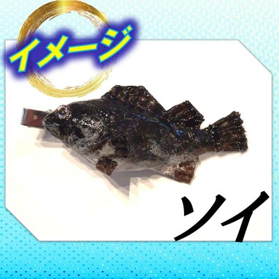 手作り 本物そっくり魚の模型ネクタイピン×6個