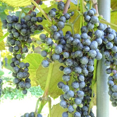 三陸山田産 山ぶどう ジュース 720ml×1本