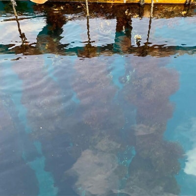 三陸山田産 剥き身 牡蠣 約500g×2パック カキ