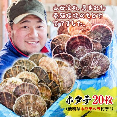 三陸山田産 ホタテ (大)20枚セット ほたて 帆立
