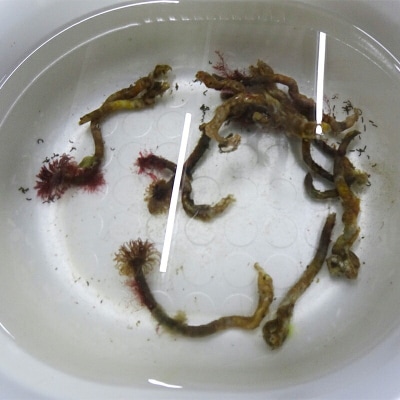 釣り エサ 用 塩 エラコ 100g×1パック