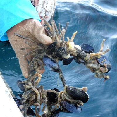 釣り エサ 用 塩エラコ 100g×3パック