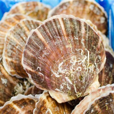 三陸山田産 殻付き 牡蠣 10個・ ホタテ 5枚セット カキ ほたて 帆立