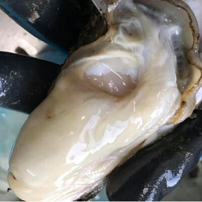 三陸山田産 剥き 牡蠣 400gと 剥き ホタテ 5個のセット カキ ほたて 帆立