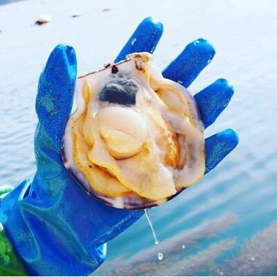 三陸山田産 剥き 牡蠣 800gと 剥き ホタテ 10個のセット カキ ほたて 帆立