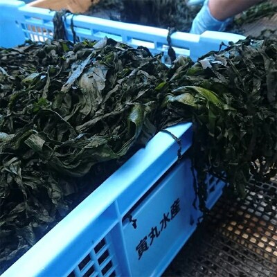 三陸山田 海藻 セット わかめ 昆布 めかぶ 5種類 1850g 