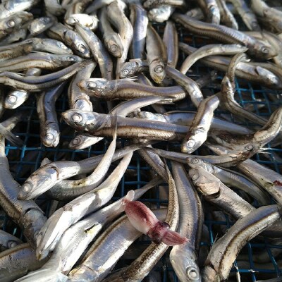 【無添加】三陸山田 煮干し お試し200g×2袋セット