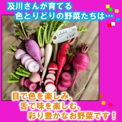 【数量限定】三陸山田産 カラフル 野菜 詰め合わせ 令和8年5月中旬以降発送 80サイズ
