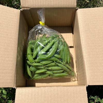期間限定! スナップエンドウ 三陸山田産【5月中旬～6月中旬発送!】 500g すなっぷえんどう