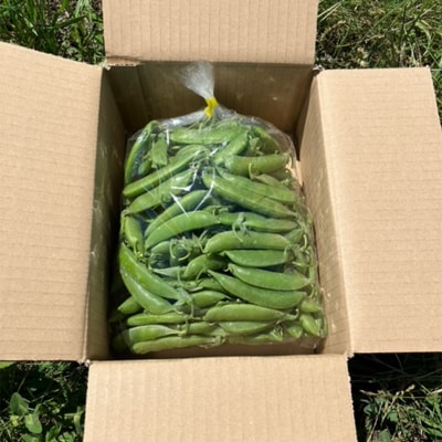 期間限定! スナップエンドウ 三陸山田産【5月中旬～6月中旬発送!】 1kg すなっぷえんどう