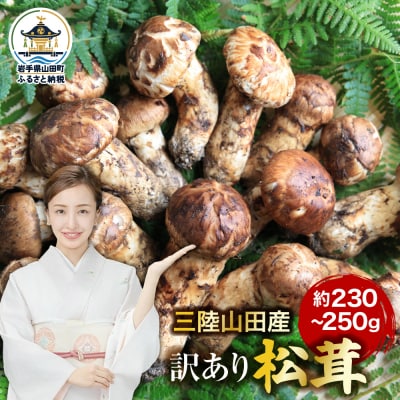 ≪2026年先行予約 9月中旬～11月下旬発送予定!≫ 三陸山田産 訳あり 松茸 約230～250g